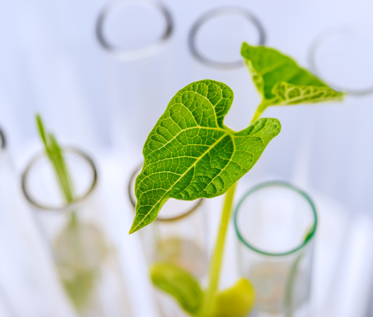 Green Innovation