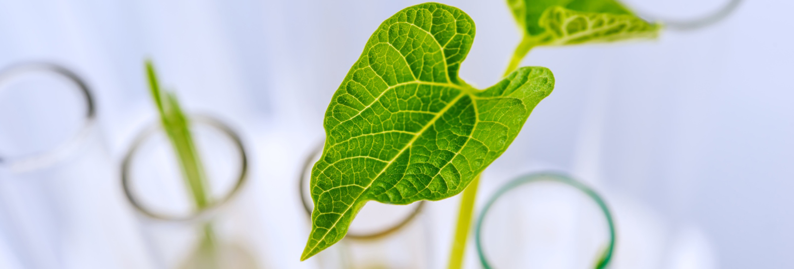 Green Innovation