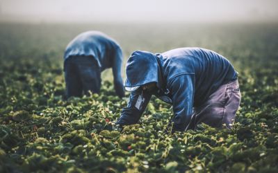 Oleon’s approach to combat slavery