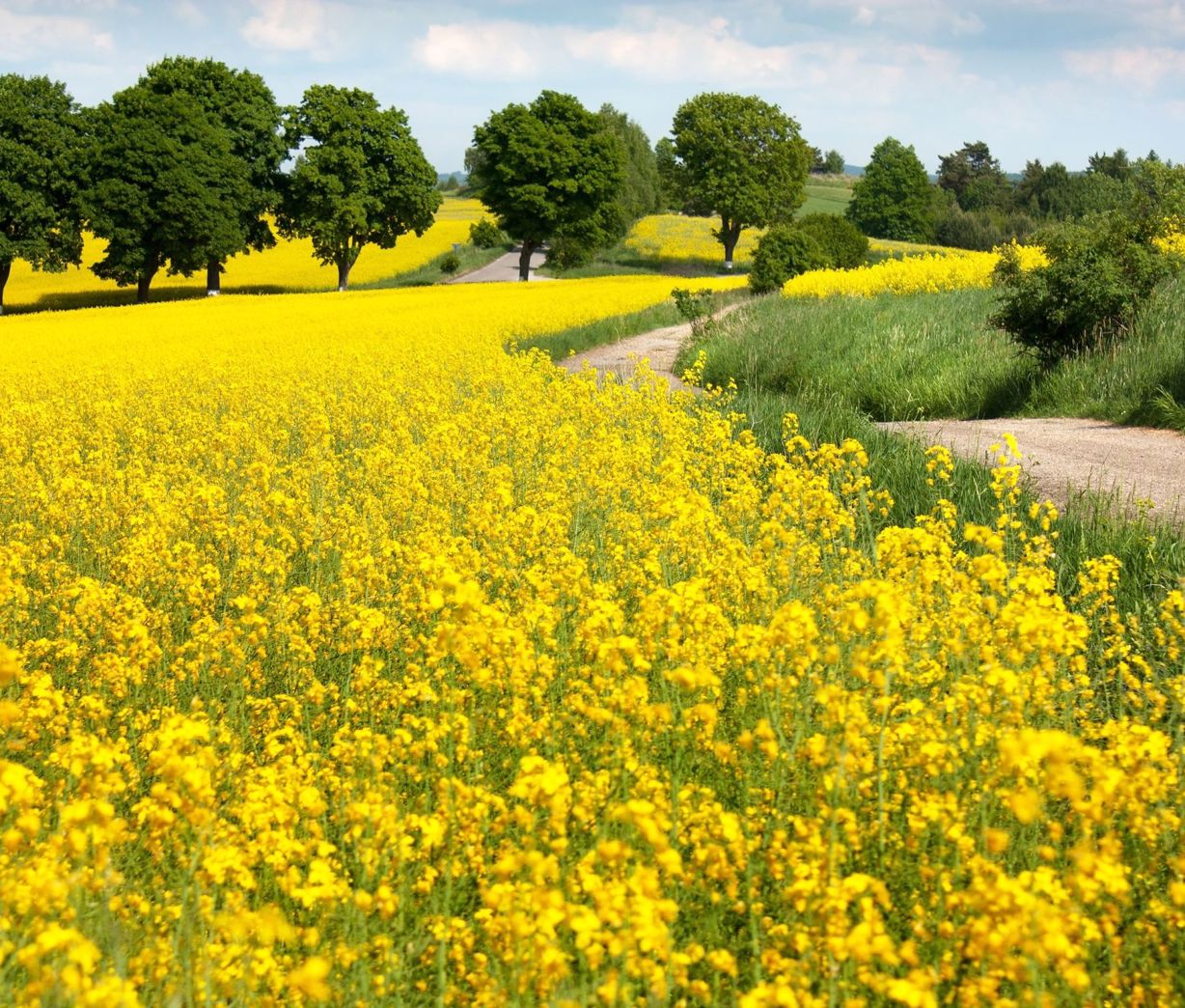 Rapeseed field