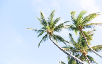 Oleon recognized as “best in class” for sustainable sourcing of palm