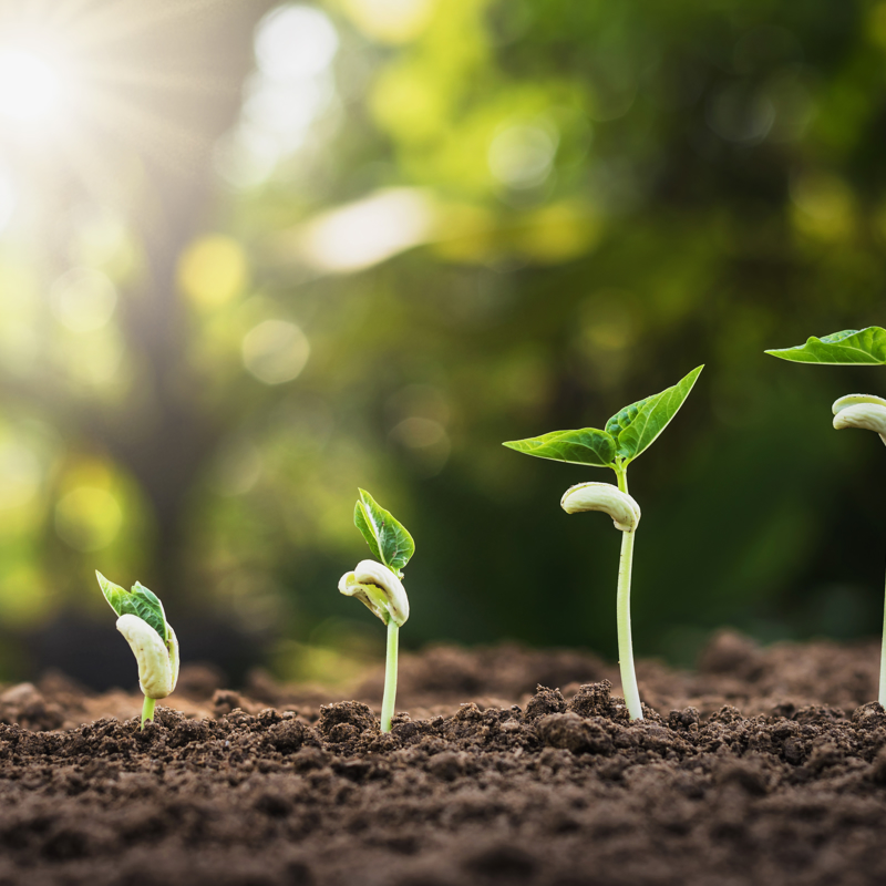 Sustainable Sourcing