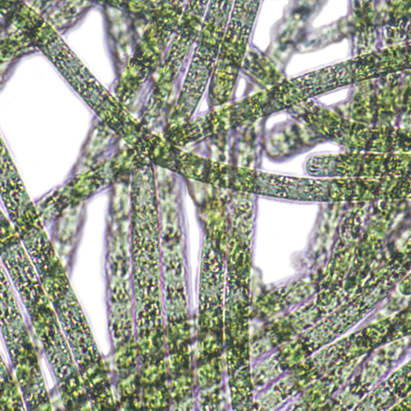 Algae