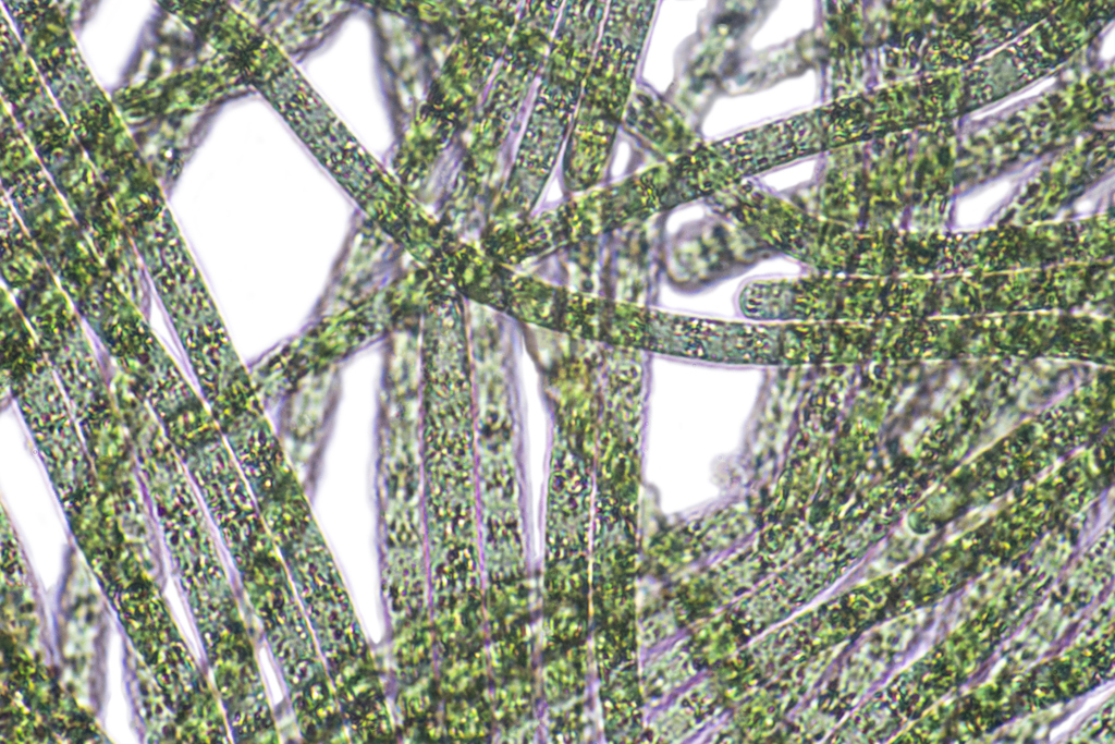 Algae